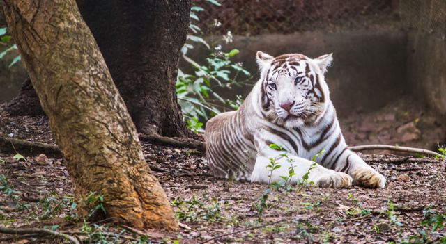 White tiger sitting in the park. wildlife concept