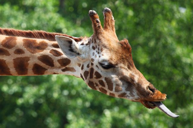Giraffe Eating Greenery Close-Up - Download Free Stock Photos Pikwizard.com