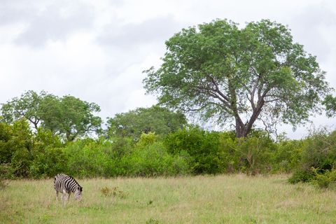 Zebra Grazing in Open Grassland of African Savannah