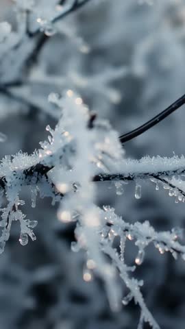 Melting hoarfrost dripping from garden branch in morning light, glistening droplets vertical macro