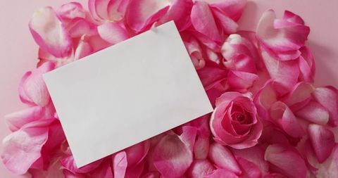 Romantic Layout White Card Rose Petals - Download Free Stock Images Pikwizard.com
