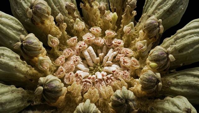 Revealing radial plant inflorescence with tubular florets and concentric symmetry