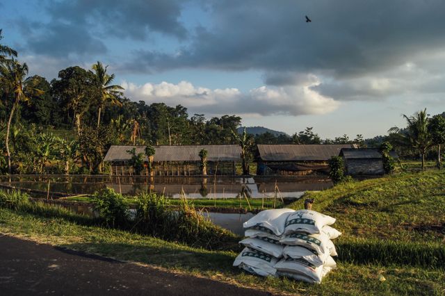 Beautiful rural landscape featuring rice paddies and traditional houses set against a sunset backdrop, surrounded by lush hills and palm trees, with sacks of fertilizer in the foreground. Ideal for tourism promotions, agricultural industry, rural life depictions, and travel blogs.