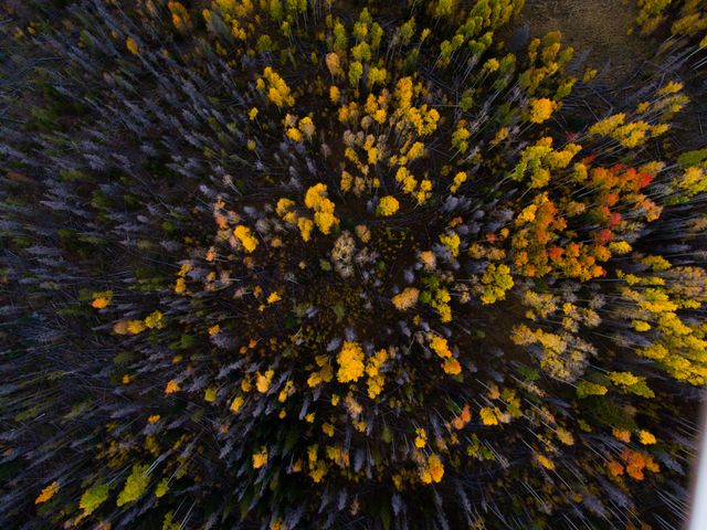 Aerial perspective captures the transition of forest to autumn, highlighting yellow and orange foliage. Suitable for nature-related content, environmental promotions or seasonal themes, providing a broad overview of autumn's vibrant palette.