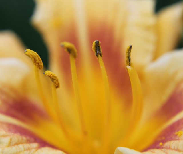 Beautiful close-up of a daylily showing vibrant yellow stamen against red and yellow petals. Suitable for nature magazines, gardening blogs, botanical studies, and floral-themed decor. Ideal for articles on flowers, plant biology, and nature's beauty.