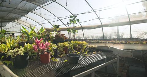 Sunlight Illuminating Greenhouse with Diverse Potted Plants