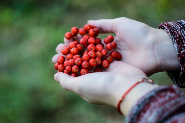 Person holding bunch of fresh red berries in their hands outdoors, close-up. Great for content about nature, agriculture, autumn harvest, healthy eating, and organic food.