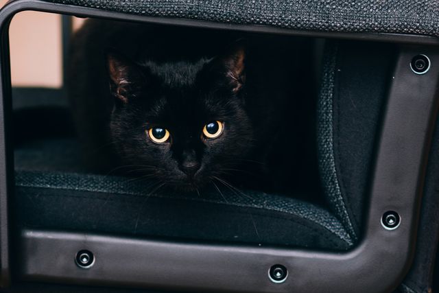 This adorable black cat with curious eyes hiding under furniture can be used for articles on cat behavior, pets, and home interiors. It can also be suitable for veterinary sites, pet care blogs, and more.