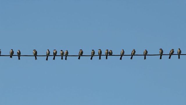 Sixteen small birds perching in neat row on utility wire against clear blue sky minimalist