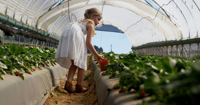 A young girl, dressed in a white dress, is harvesting ripe strawberries inside a greenhouse. Surrounded by rows of plants, she is carefully picking and placing strawberries into an orange container. Ideal for use in articles or promotions related to farming, sustainable agriculture, rural lifestyle, children's outdoor activities, and organic food production.