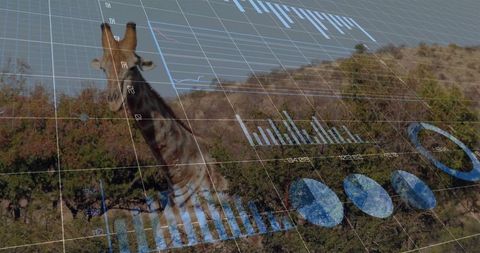 Innovative Data Visualization Overlaid on African Savanna with Giraffe