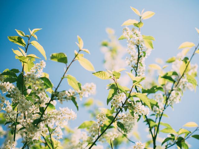This picture showcases beautiful white flowers blooming on green branches against a clear blue sky, capturing the essence of a vibrant spring day. Ideal for use in projects related to nature, gardening, springtime promotions, relaxation themes, and environmental campaigns.