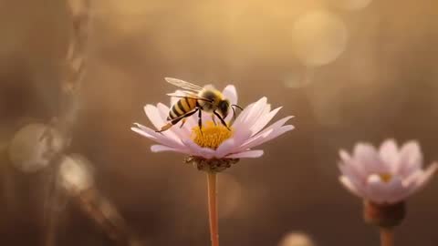Honeybee foraging on pink daisy at golden hour macro slow-motion closeup pollination