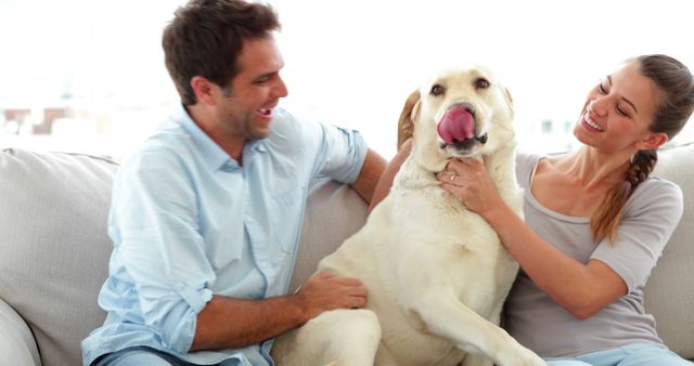 A happy couple is spending quality time with their Labrador Retriever dog on a comfortable sofa. They are smiling and appear relaxed, while the dog playfully licks its nose. This image can be used for articles on pet ownership, family bonding, and the benefits of having a pet. It is also suitable for advertisements and marketing materials for pet care products and home decor.