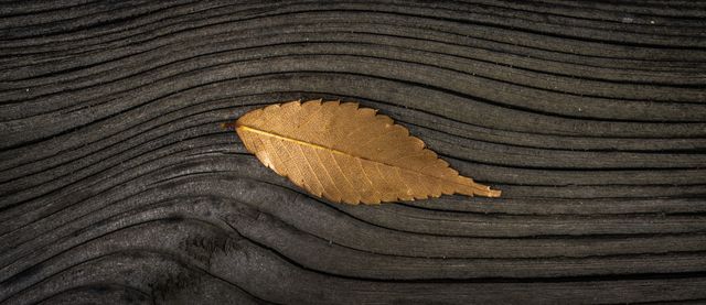 Golden leaf resting on dark textured wooden surface creating a striking contrast. Suitable for backgrounds, nature-themed designs, autumn decorations, and minimalist decor themes. Can be used in invitations, calendars, cards, and home decor projects aiming for elegance and simplicity.