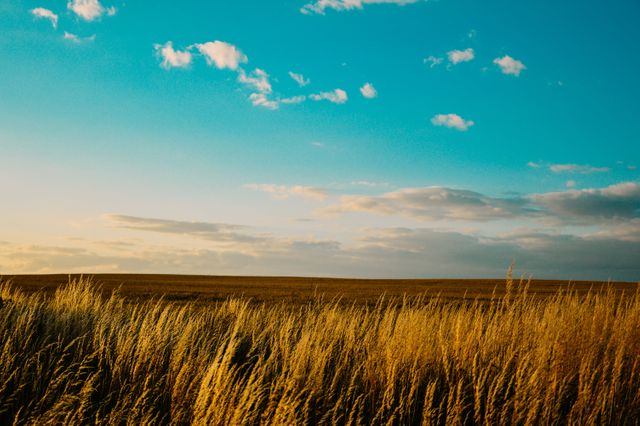 Golden fields stretch toward the horizon under a vivid blue sky dotted with white clouds. Ideal for use in nature-themed designs, travel brochures, and promoting the beauty of open spaces. Use in blog posts about rural living, relaxation, and tranquility.