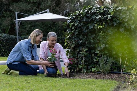 Senior woman and friend planting pink flowers in backyard garden, nurturing plants