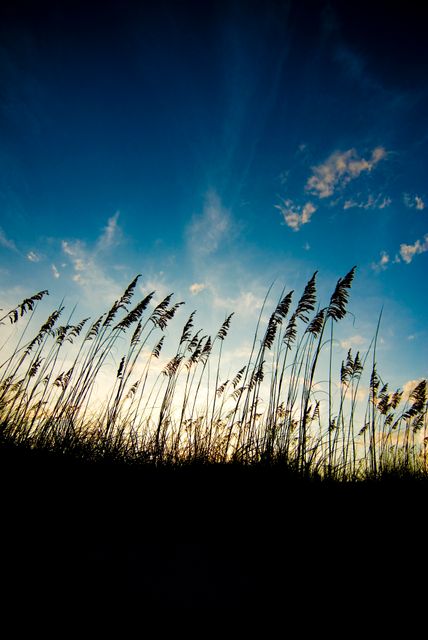 Silhouetted tall grass swaying against a vibrant blue sky during sunset with light cloud cover. Ideal for nature and outdoor-themed projects, tranquility or relaxation concepts, environmental awareness, wallpapers, digital backgrounds, or calming promotional materials.