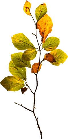 transparent illustration of branch with yellow leaves in autumn style - Download Free Stock Videos Pikwizard.com
