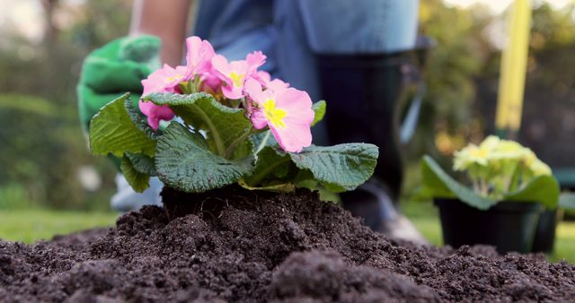Close-up view of person gardening, planting pink flower in fresh soil. Suitable for topics on gardening, horticulture, outdoor activities, springtime, and ecological practices. Ideal for use in gardening magazines, horticulture blogs, environmental articles, or spring promotional materials.