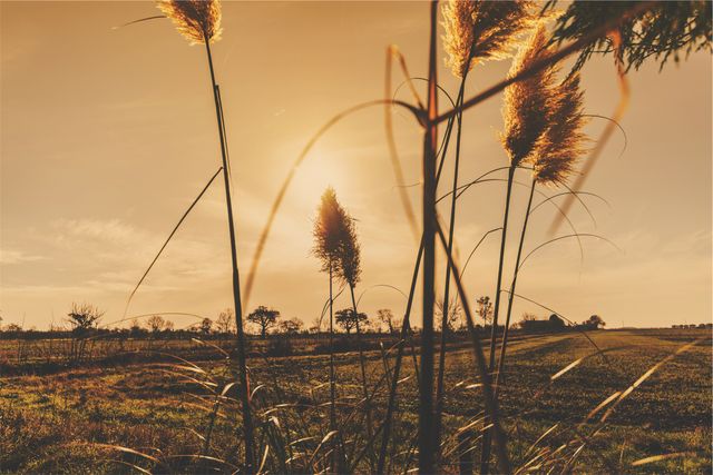 Warm golden hour light illuminates tall reeds against an expansive grassland. It is ideal for portraying tranquility, natural beauty, and serene environments. Perfect for use in nature-themed websites, travel blogs, calendar covers, or environmental conservation campaigns.