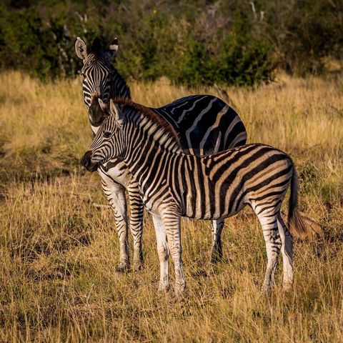 Zebras Grazing Contentedly in Golden Savannah