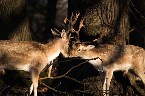 Fallow deer nuzzling in golden woodland light, antlers touching in peaceful forest