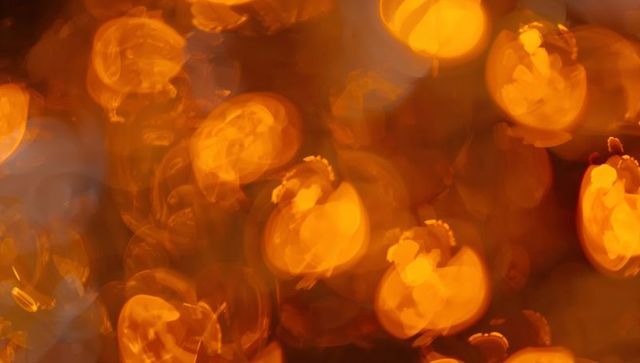 Golden Bokeh Orbs Creating Dreamy Atmosphere