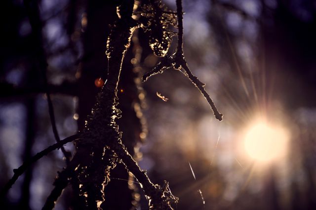 Sunlight Filtering Through Forest Branches Creating Warm Lens Flare - Download Free Stock Photos Pikwizard.com