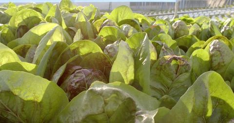 Lush green lettuce growing in hydroponic greenhouse farm