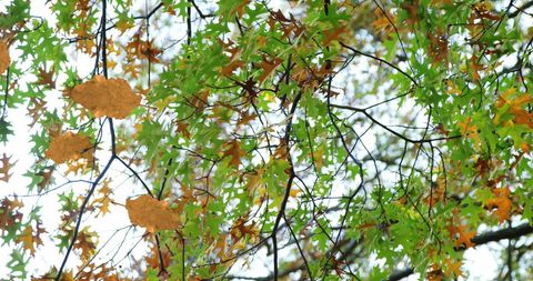 Autumn Leaves Gently Falling Against Bright Sky Background - Download Free Stock Images Pikwizard.com
