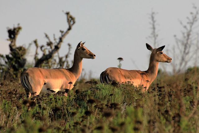 Two deer grazing in a natural meadow during sunset, highlighting wildlife and tranquility. Suitable for nature-themed blog posts, environmental campaigns, wildlife conservation materials, and outdoor adventure promotions.