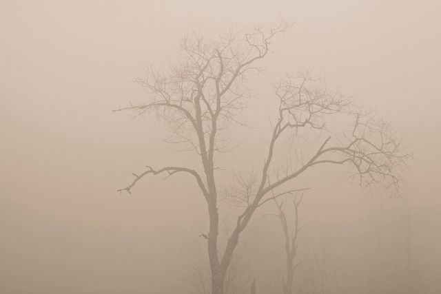 Misty scene featuring a single, barren tree enveloped in dense fog, encapsulating a moody and atmospheric atmosphere. This image evokes feelings of solitude, abandonment, and quietness, making it ideal for concepts related to melancholy, mysterious landscapes, nature, and serene moments. Suitable for use in blogs, magazines, websites, or creative projects needing a touch of mystery or reflecting themes of isolation and nature.