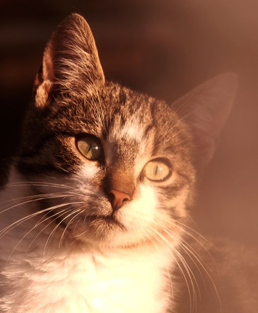 Tabby cat basking in warm sunlight, perfect for pet-related advertisements, blog posts about pet care, or social media content celebrating felines. Ideal for highlighting the serene nature and intricate details of cats.