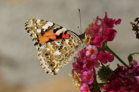 Painted lady butterfly on colorful wildflowers in natural habitat