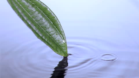 Leaf Gently Touching Water Creating Ripples