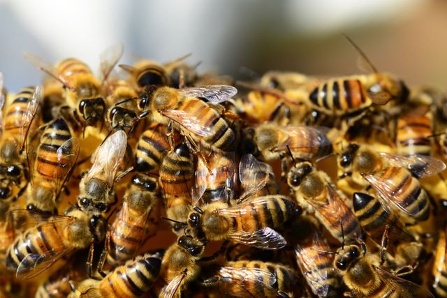 A detailed close-up reveals a bustling scene as honey bees crowd together on a honeycomb. Fascinating patterns, numerous wings, and distinct markings suggest a busy environment. Ideal for illustrating concepts related to beekeeping, the complexity of insect behavior, and the beauty of nature. Great for educational materials, science articles, blogs about apiculture, and environmental awareness campaigns.
