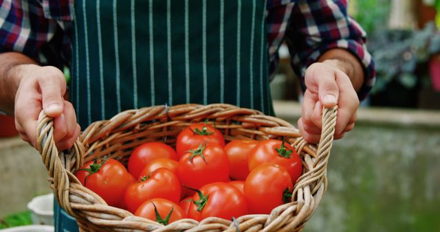 Farmer Holding a Basket of Fresh Ripe Tomatoes from Garden - Download Free Stock Images Pikwizard.com