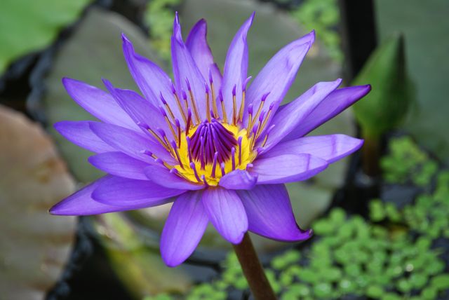 Beautiful purple lotus flower in full bloom on a tranquil pond. Ideal for nature-themed projects, floral arts, meditation visuals, ecological presentations, and spring or summer promotional materials.