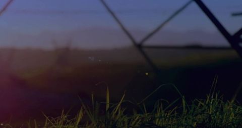 Sunlit grass blades in peaceful rural landscape with fence