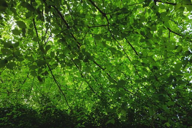 Green leaves forming a dense canopy in a vibrant forest. Use for nature-themed content, backgrounds, environmental projects, or promoting outdoor activities and eco-friendliness.