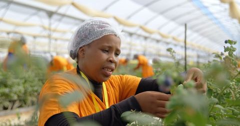 Female agricultural worker harvesting blueberries in greenhouse