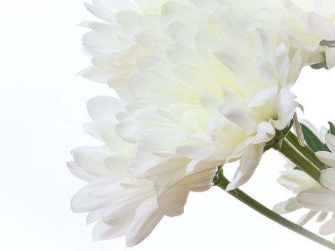 Delicate White Chrysanthemum Bloom on White Background