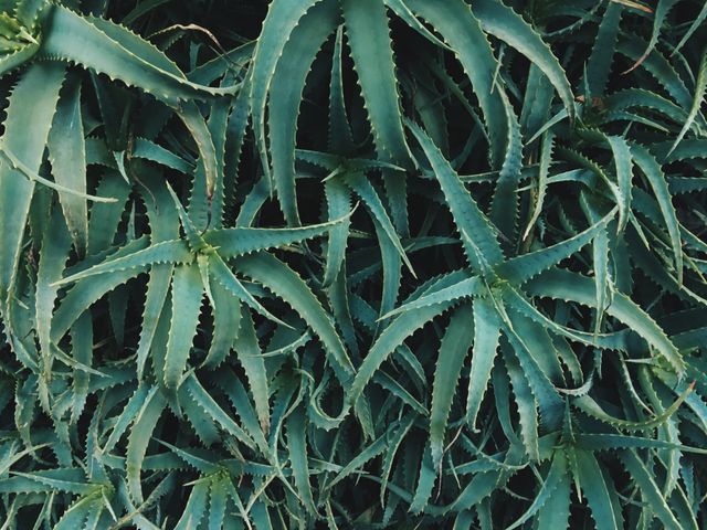 Close-up of a lush cluster of aloe vera plants with their distinct thick green leaves. Spiky and textured, the leaves create a visually appealing pattern of natural foliage. Perfect for use in designs focused on natural remedies, gardening, plant life, and botanical studies.