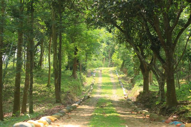 This image depicts a peaceful pathway surrounded by lush greenery and tall trees under a bright, sunny sky. Ideal for use in promotions of eco-tourism, outdoor activities, nature conservation, environmental campaigns, and rural getaway advertisements.