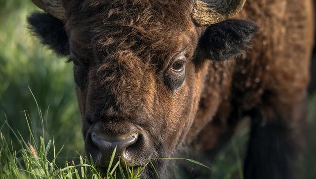 Grazing american bison close-up chewing green grass showing horn, eye and textured fur