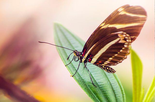 Beautiful close-up of a brown butterfly perched on a green leaf with a blurred background. Perfect for supporting articles about nature photography, preserving wildlife, biodiversity, and the beauty of insects. Ideal for environmental campaigns and educational materials about butterflies and their habitats.