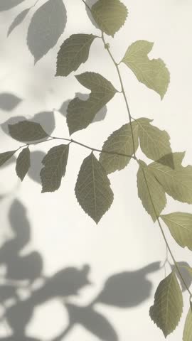 Vertical video casting delicate leafy branch shadows across soft neutral wall