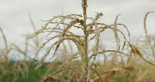 A detailed close-up of a wheat plant in a field, showcasing its golden stalks and seeds. This imagery is perfect for use in agricultural blogs, organic farming websites, brochures promoting sustainable farming practices, or educational materials on crop production.