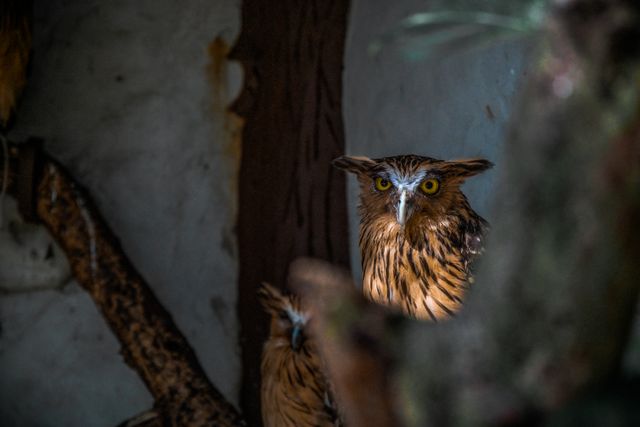 Bird animal owl wildlife - Download Free Stock Photos Pikwizard.com